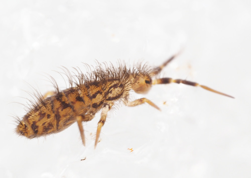 Entomobryomorpha nuotrauka