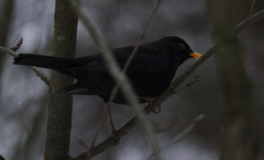Turdus merula