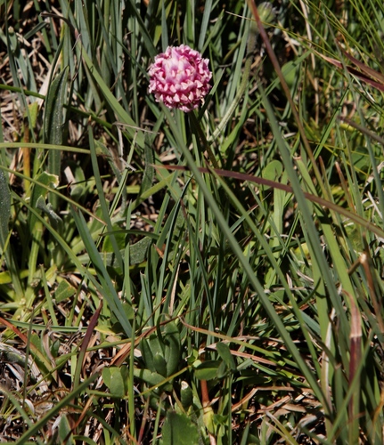Image of Wild Clover (Trifolium burchellianum) by (c) Tony Rebelo, some rights reserved (CC BY-SA)