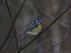 Cyanistes caeruleus