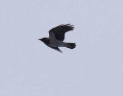 Corvus cornix