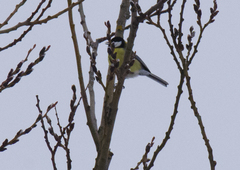 Parus major