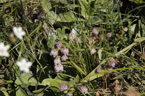 Image of Grassveld Heath (Erica cooperi) by (c) Tony Rebelo, some rights reserved (CC BY-SA)