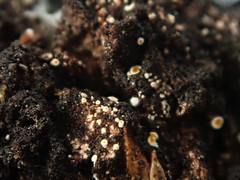 Lachnellula resinaria