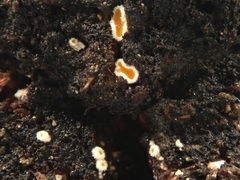 Lachnellula resinaria