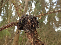 Lachnellula resinaria