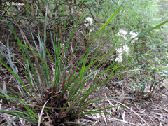 Libertia tricocca