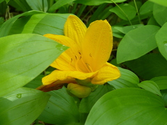 Hemerocallis middendorffii
