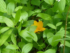 Hemerocallis middendorffii