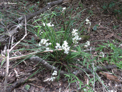 Libertia tricocca