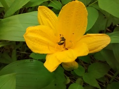 Hemerocallis middendorffii