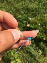 Enallagma circulatum