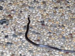 Cacophis harriettae