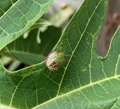 Nezara viridula