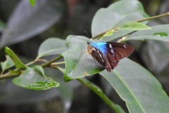 Astraptes fulgerator