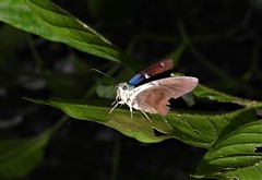 Astraptes fulgerator