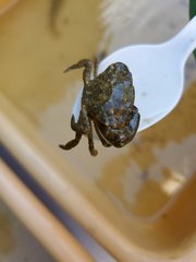 Rhithropanopeus harrisii