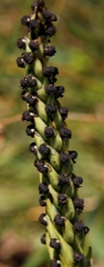 Corycium