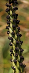 Corycium