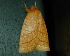 Pyreferra hesperidago