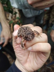 Strabomantis sulcatus
