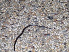 Cacophis harriettae