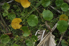 Hydrocotyle umbellata