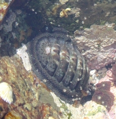 Chiton