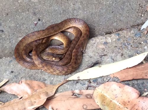 Brown Tree Snake sighting