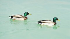 Anas platyrhynchos