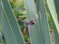 Xylocopa virginica krombeini