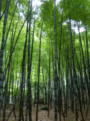 Phyllostachys edulis