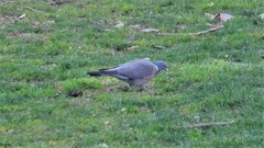 Columba palumbus