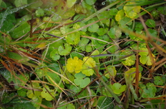 Hydrocotyle microphylla