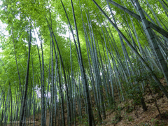 Phyllostachys edulis