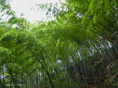 Phyllostachys edulis