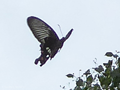 Pachliopta aristolochiae