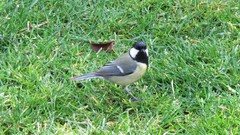 Parus major