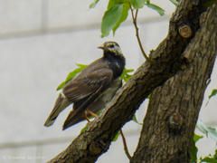 Spodiopsar cineraceus