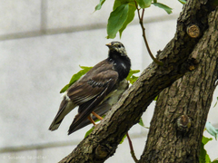 Spodiopsar cineraceus