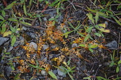 Epilobium komarovianum