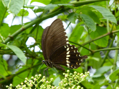 Papilio polytes