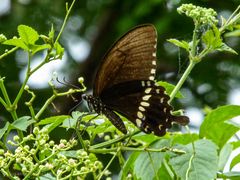 Papilio polytes