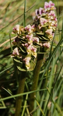 Disperis cardiophora