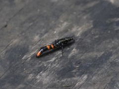 Taenodema