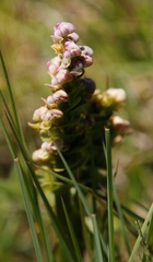 Disperis cardiophora