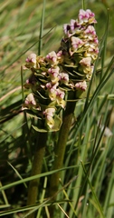 Disperis cardiophora