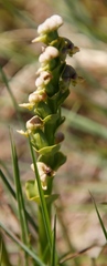 Disperis cardiophora