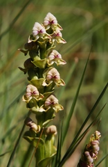 Disperis cardiophora