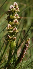 Disperis cardiophora